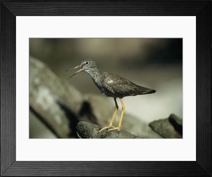 Framed Print : Redshank - Calling. Pensthorpe, Norfolk, UK BI006872