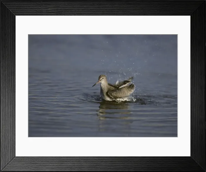 Framed Print : Redshank - Washing Snettisham RSPB Reserve, Norfolk, UK BI006874 Framed Print : Redshank - Washing Snettisham RSPB Reserve, Norfolk, UK BI006874