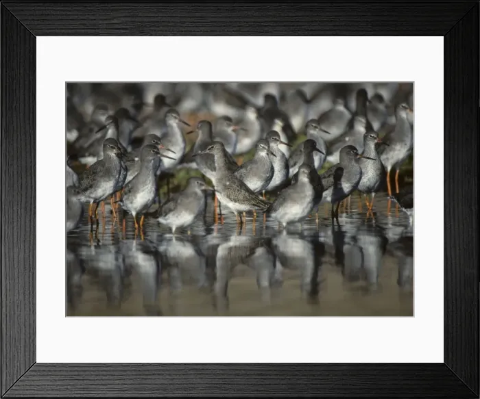 Framed Print : Redshank - High Tide Roost Snettisham RSPB Reserve Norfolk, UK BI006873 Framed Print : Redshank - High Tide Roost Snettisham RSPB Reserve Norfolk, UK BI006873
