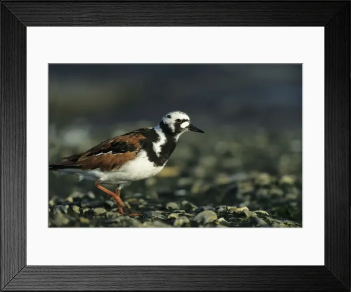 Framed Print : Ruddy Turnstone New Jersey, USA BI006868 Framed Print : Ruddy Turnstone New Jersey, USA BI006868