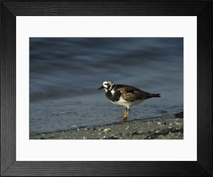 Framed Print : Ruddy Turnstone New Jersey, USA BI006867 Framed Print : Ruddy Turnstone New Jersey, USA BI006867