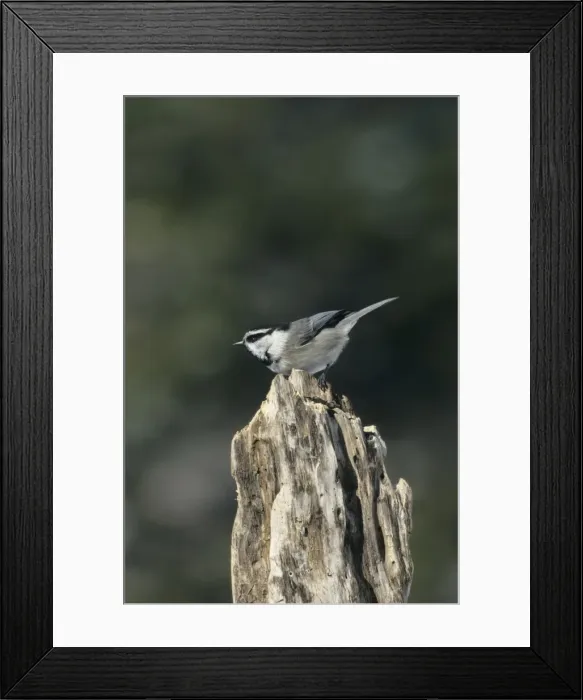 Framed Print : Mountain Chickadee Montana, USA BI006912 Framed Print : Mountain Chickadee Montana, USA BI006912
