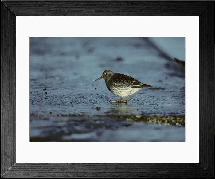 Framed Print : Purple Sandpiper Lowestoft, Suffolk, UK BI006876 Framed Print : Purple Sandpiper Lowestoft, Suffolk, UK BI006876
