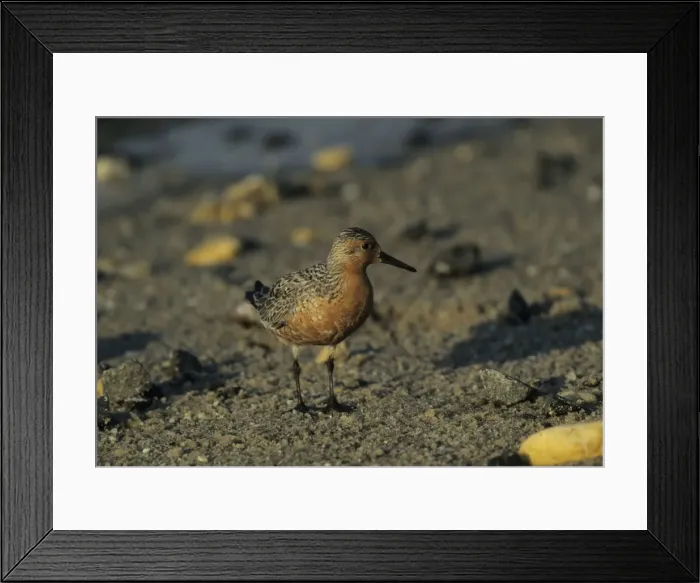 Framed Print : Knot - Breeding Plumage New Jersey, USA BI006864 Framed Print : Knot - Breeding Plumage New Jersey, USA BI006864