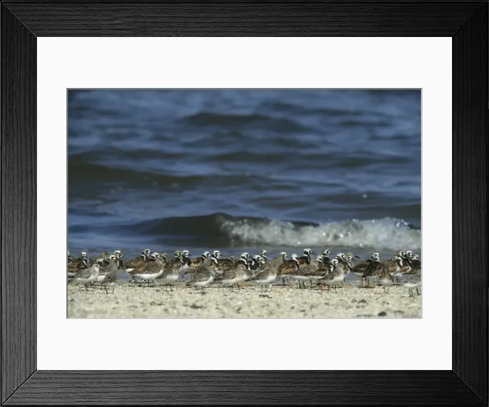 Framed Print : Ruddy Turnstone & Sanderling (Calidris alba) New Jersey, USA BI006869 Framed Print : Ruddy Turnstone & Sanderling (Calidris alba) New Jersey, USA BI006869