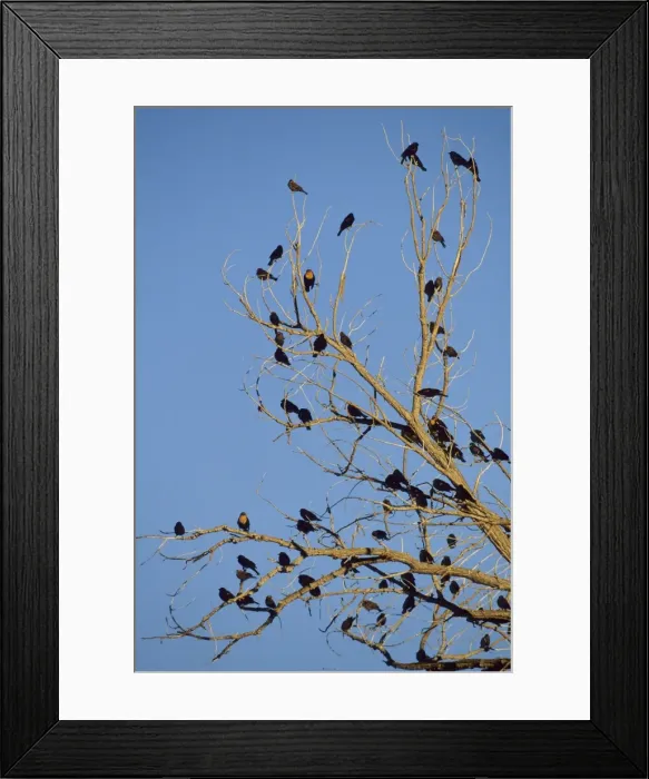 Framed Print : Red Winged & Yellow Headed Blackbird Bosque del Apache NWR, New Mexico, USA BI006886 Framed Print : Red Winged & Yellow Headed Blackbird Bosque del Apache NWR, New Mexico, USA BI006886