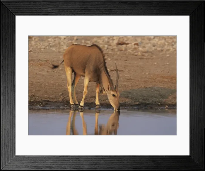 Framed Print : Cape Eland - At Waterhole, Etosha National Park, Namibia, Africa MA001152 Framed Print : Cape Eland - At Waterhole, Etosha National Park, Namibia, Africa MA001152