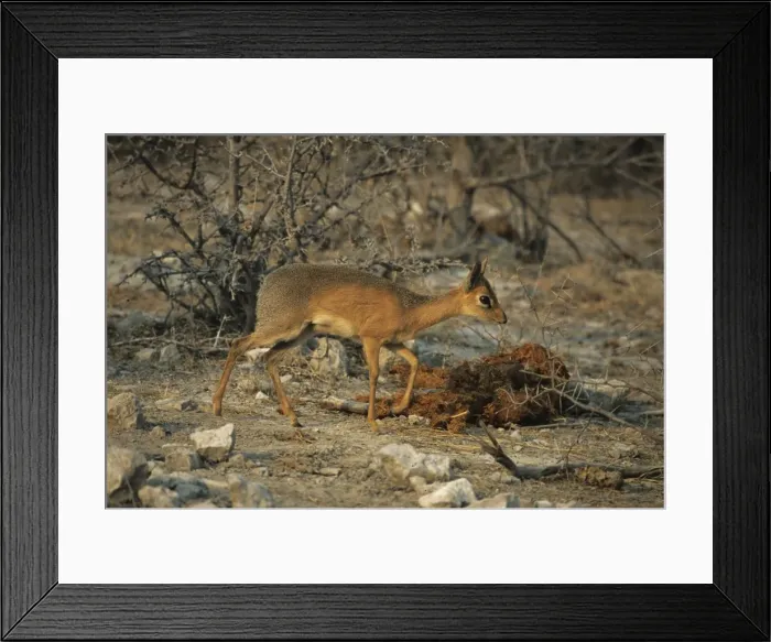 Framed Print : Damaraland Dik Dik - Male - Etosha National Park, Namibia, Africa MA001155 Framed Print : Damaraland Dik Dik - Male - Etosha National Park, Namibia, Africa MA001155