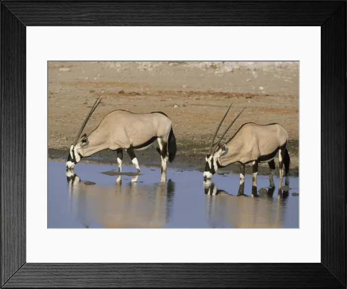 Framed Print : Gemsbok or Oryx - Drinking at Waterhole Etosha National Park, Namibia, Africa MA000805 Framed Print : Gemsbok or Oryx - Drinking at Waterhole Etosha National Park, Namibia, Africa MA000805