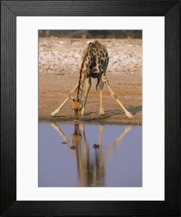Framed Print : Giraffe - Drinking at Waterhole, Etosha National Park, Namibia, Africa MA000630 Framed Print : Giraffe - Drinking at Waterhole, Etosha National Park, Namibia, Africa MA000630