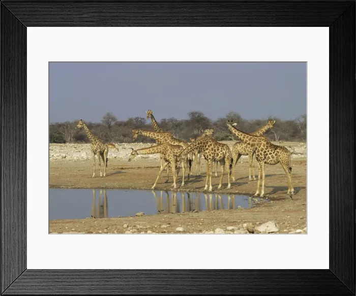 Framed Print : Giraffes - At Waterhole, Etosha National Park, Namibia, Africa MA001153 Framed Print : Giraffes - At Waterhole, Etosha National Park, Namibia, Africa MA001153