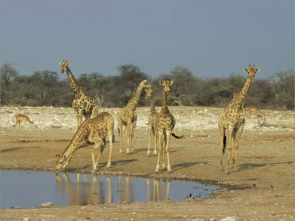 Giraffes - At Waterhole - Etosha National Park, Namibia, Africa MA001154
