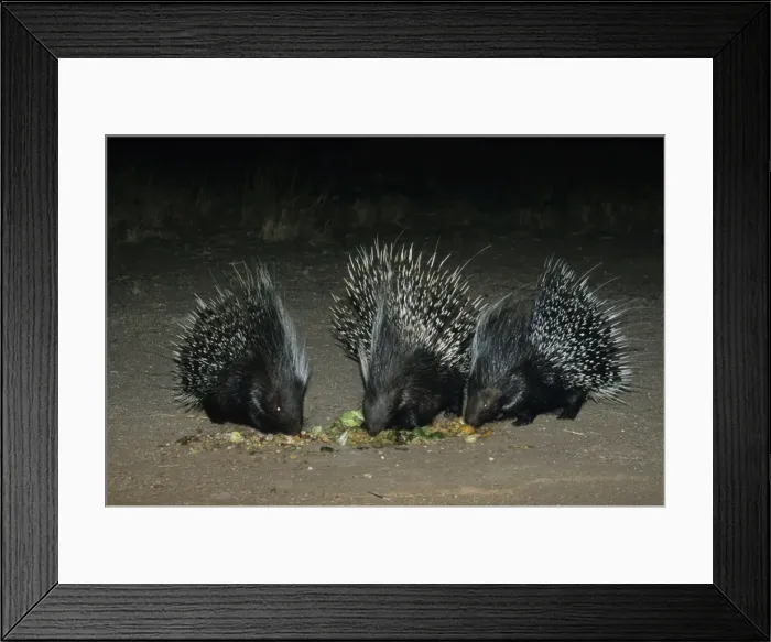 Framed Print : African Crested Porcupine - Central Namibia, Africa MA001159 Framed Print : African Crested Porcupine - Central Namibia, Africa MA001159