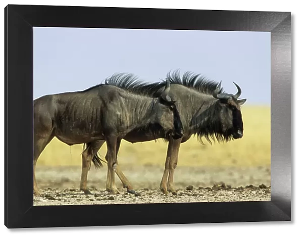 Wildebeest - Etosha National Park, Namibia, Africa MA001160