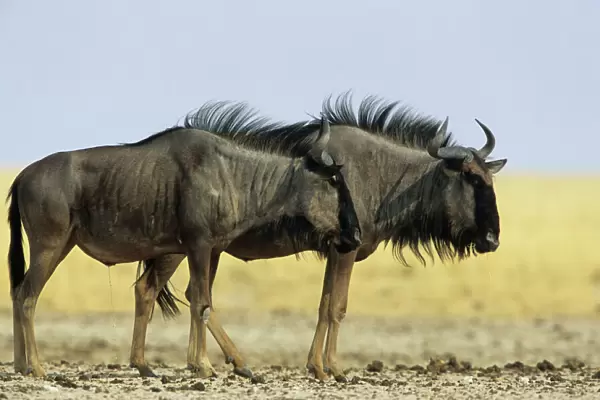 Wildebeest - Etosha National Park, Namibia, Africa MA001160