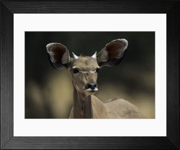 Framed Print : Greater Kudu - Young Male - Central Namibia, Africa MA000926 Framed Print : Greater Kudu - Young Male - Central Namibia, Africa MA000926
