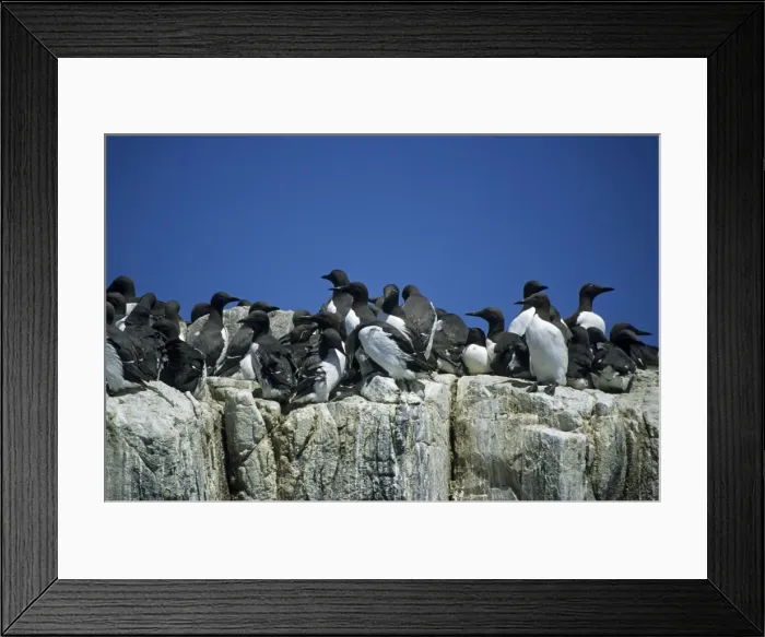 Framed Print : Guillemots - On Cliff Edge Farne Islands, Northumberland, UK BI008591 Framed Print : Guillemots - On Cliff Edge Farne Islands, Northumberland, UK BI008591
