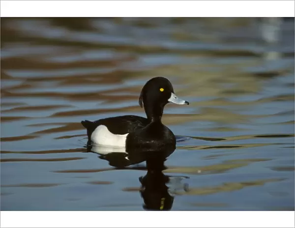 Tufted Duck Norfolk, UK BI006848