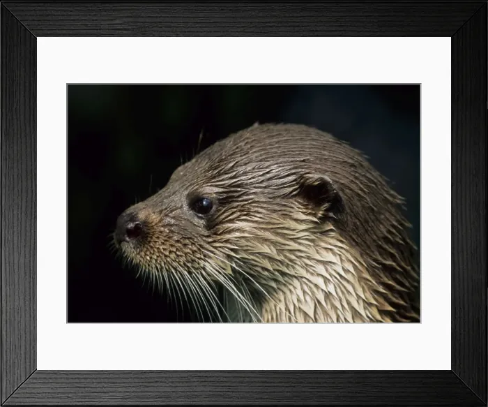 Framed Print : British Otter - The Otter Trust, Suffolk, UK MA001151 Framed Print : British Otter - The Otter Trust, Suffolk, UK MA001151