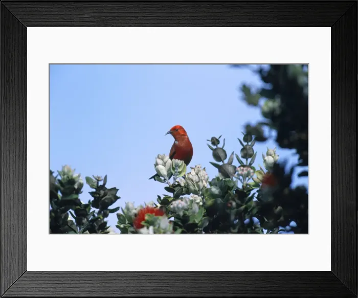 Framed Print : Apapane - Hawaiian endemic