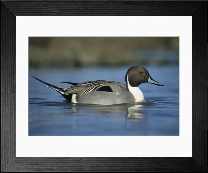 Framed Print : Pintail Duck Slimbridge Gloucestershire, UK BI003524 Framed Print : Pintail Duck Slimbridge Gloucestershire, UK BI003524