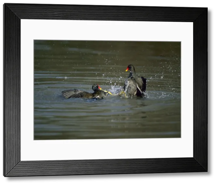 Framed Print : Moorhens - Fighting Slimbridge Gloucester, UK BI006843 Framed Print : Moorhens - Fighting Slimbridge Gloucester, UK BI006843