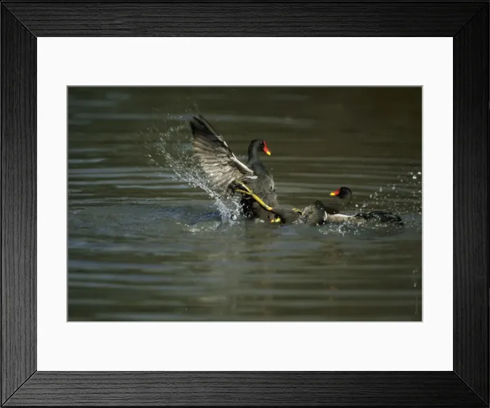 Framed Print : Moorhens - Fighting Slimbridge Gloucester, UK BI006845 Framed Print : Moorhens - Fighting Slimbridge Gloucester, UK BI006845