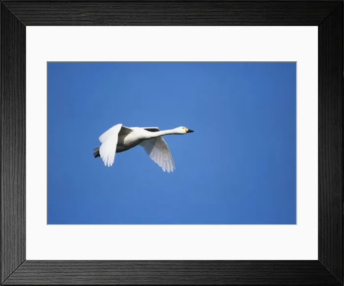 Framed Print : Bewick's Swan - in flight Slimbridge, Gloucester, UK Framed Print : Bewick's Swan - in flight Slimbridge, Gloucester, UK