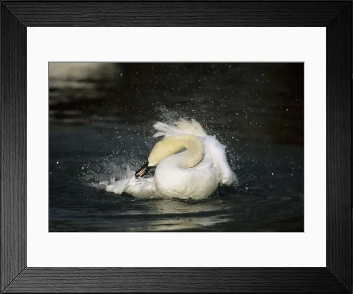 Framed Print : Mute Swan - Washing Slimbridge, Gloucestershire, UK BI006857 Framed Print : Mute Swan - Washing Slimbridge, Gloucestershire, UK BI006857