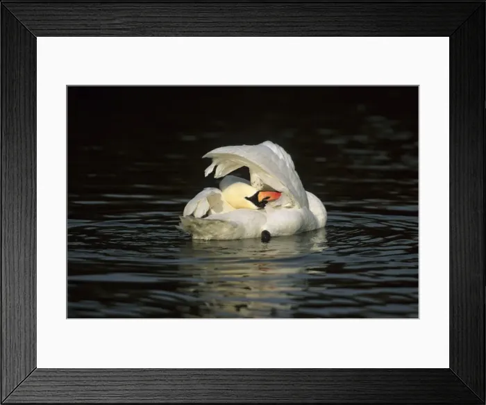 Framed Print : Mute Swan - Washing Slimbridge, Gloucestershire, UK BI006858 Framed Print : Mute Swan - Washing Slimbridge, Gloucestershire, UK BI006858