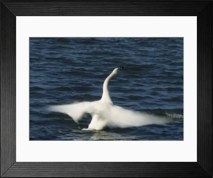 Framed Print : Whooper Swan - Flapping Wings Welney, Norfolk, UK BI006863 Framed Print : Whooper Swan - Flapping Wings Welney, Norfolk, UK BI006863