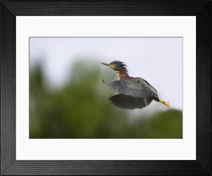 Framed Print : Green-backed Heron - In flight Everglades National Park, Florida, USA BI000687 Framed Print : Green-backed Heron - In flight Everglades National Park, Florida, USA BI000687