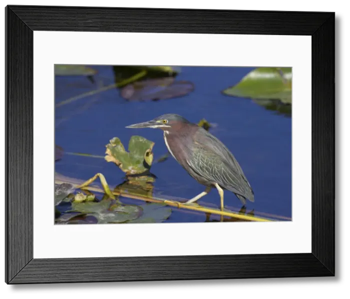 Framed Print : Green-backed Heron - Standing on reeds in water Everglades National Park, Florida, USA BI000685 Framed Print : Green-backed Heron - Standing on reeds in water Everglades National Park, Florida, USA BI000685