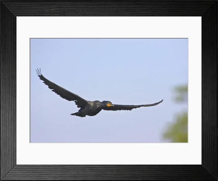 Framed Print : Double Crested Cormorant - In flight Everglades National Park, Florida, USA BI000064 Framed Print : Double Crested Cormorant - In flight Everglades National Park, Florida, USA BI000064