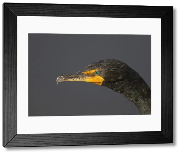 Framed Print : Double Crested Cormorant - close up Everglades National Park, Florida, USA BI000068 Framed Print : Double Crested Cormorant - close up Everglades National Park, Florida, USA BI000068