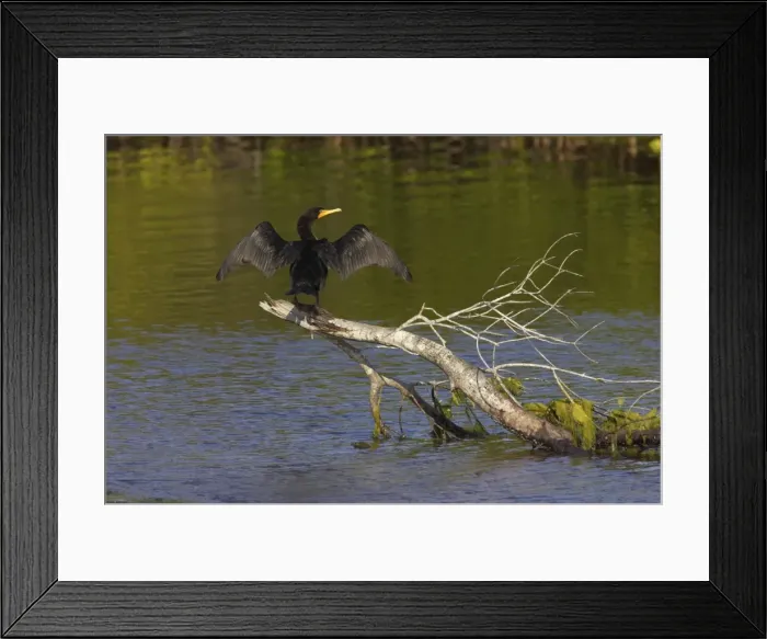 Framed Print : Double Crested Cormorant - on tree in water Ding Darling NWR, Florida, USA BI000076 Framed Print : Double Crested Cormorant - on tree in water Ding Darling NWR, Florida, USA BI000076