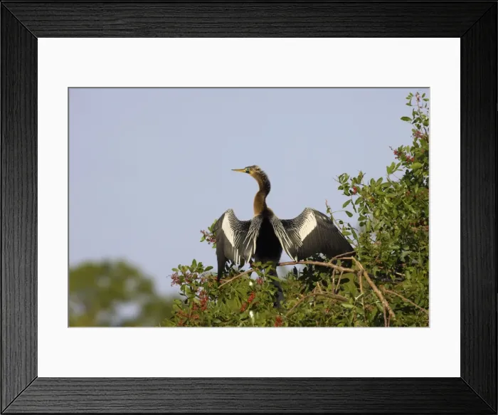 Framed Print : Anhinga - In tree, drying wings Venice Rookery, Florida, USA BI000053 Framed Print : Anhinga - In tree, drying wings Venice Rookery, Florida, USA BI000053