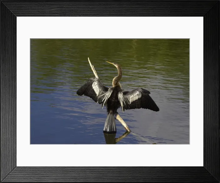 Framed Print : Anhinga - Drying wings Everglades National Park, Florida, USA BI000037 Framed Print : Anhinga - Drying wings Everglades National Park, Florida, USA BI000037