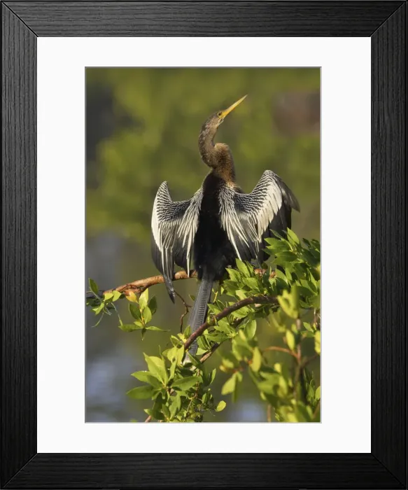 Framed Print : Anhinga - In tree drying wings Ding Darling NWR, Florida, USA BI000034 Framed Print : Anhinga - In tree drying wings Ding Darling NWR, Florida, USA BI000034