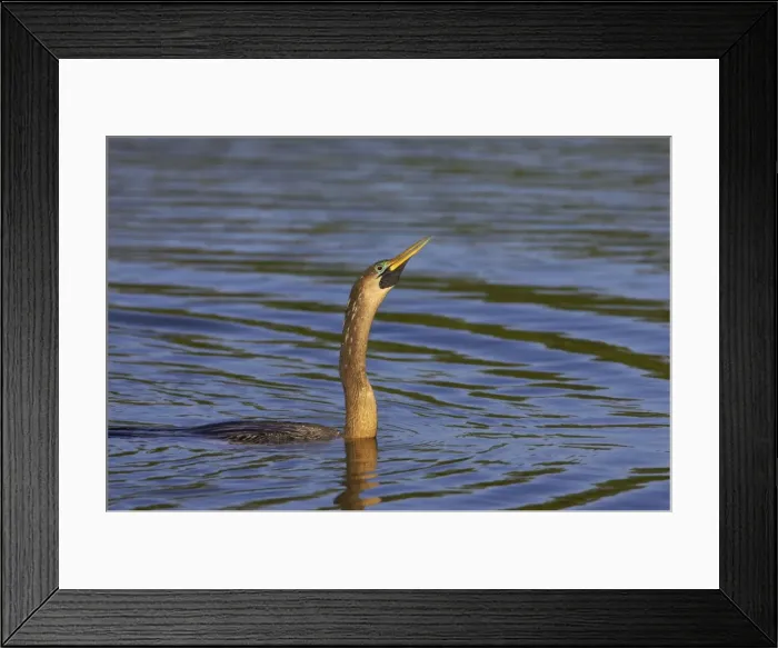 Framed Print : Anhinga / Snakebird - Swimming low in water showing source of alternate name Snakebird Venice Rookery, Florida, USA BI000025 Framed Print : Anhinga / Snakebird - Swimming low in water showing source of alternate name Snakebird Venice Rookery, Florida, USA BI000025