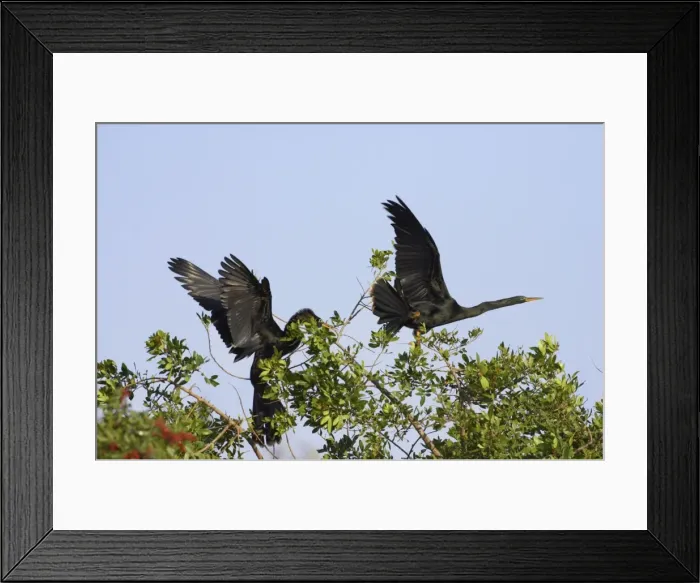 Framed Print : Anhingas / Snakebirds - In tree disputing territory Venice Rookery, Florida, USA BI000016 Framed Print : Anhingas / Snakebirds - In tree disputing territory Venice Rookery, Florida, USA BI000016