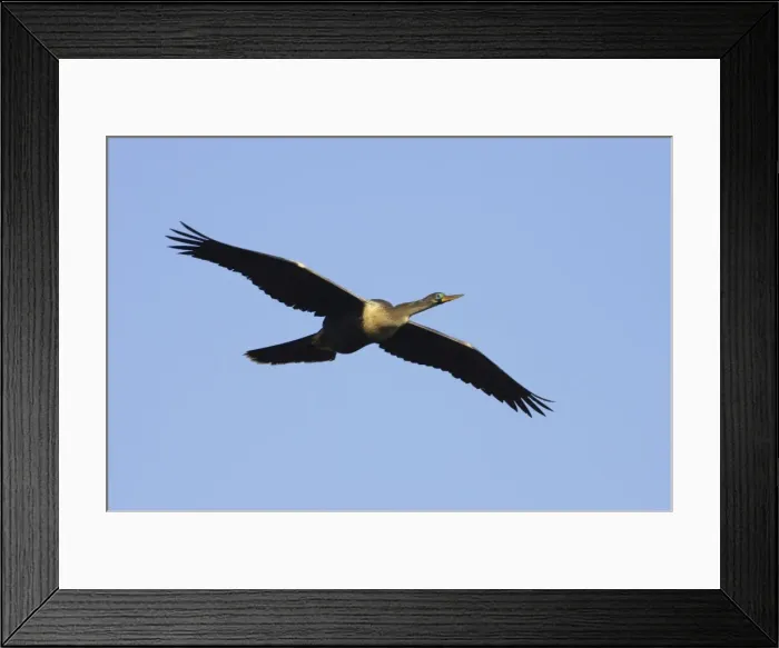 Framed Print : Anhinga / Snakebird - In Flight Venice Rookery, Florida, USA BI000015 Framed Print : Anhinga / Snakebird - In Flight Venice Rookery, Florida, USA BI000015