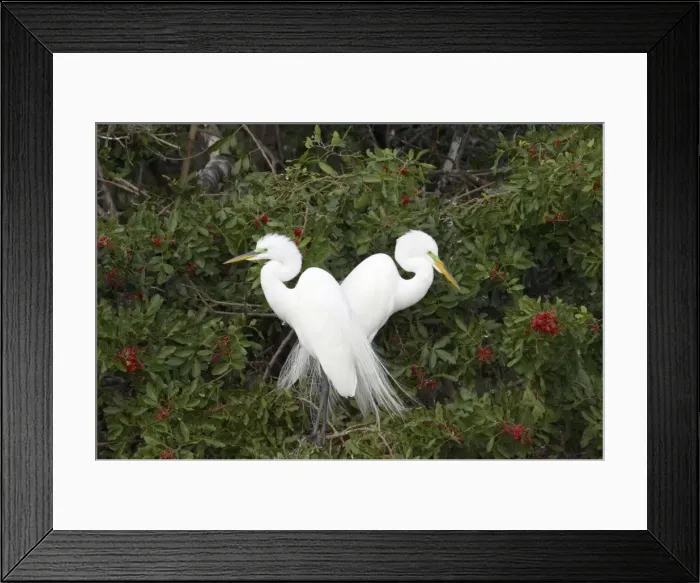 Framed Print : Great White Egret - Breeding pair in tree Venice Rookery, Florida, USA BI000270 Framed Print : Great White Egret - Breeding pair in tree Venice Rookery, Florida, USA BI000270