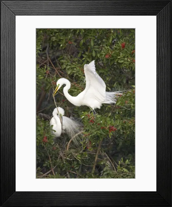 Framed Print : Great White Egret - Breeding pair in tree, passing stick Venice Rookery, Florida, USA BI000251 Framed Print : Great White Egret - Breeding pair in tree, passing stick Venice Rookery, Florida, USA BI000251