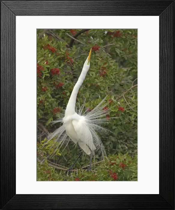 Framed Print : Great White Egret - Displaying in tree Venice Rookery, Florida, USA BI000195