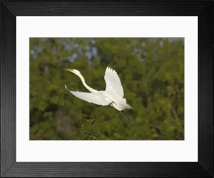 Framed Print : Great White Egret - In flight carrying sticks back to nest Venice Rookery, Florida, USA BI000215 Framed Print : Great White Egret - In flight carrying sticks back to nest Venice Rookery, Florida, USA BI000215
