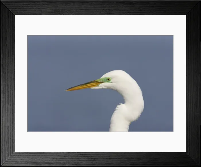 Framed Print : Great White Egret - Cose up, showing breeding plumage Fort de Soto, Florida, USA BI000169 Framed Print : Great White Egret - Cose up, showing breeding plumage Fort de Soto, Florida, USA BI000169