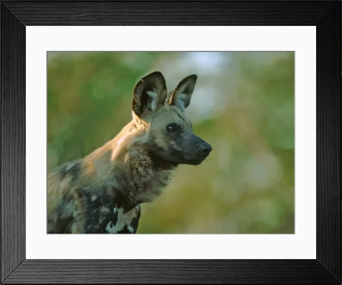Framed Print : African Wild Dog Moremi, Botswana, Africa Framed Print : African Wild Dog Moremi, Botswana, Africa