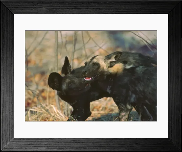 Framed Print : African Wild Dogs - Wild dog pup licks the blood off the jaws of a yearling who has come back to densite from a kill Moremi, Botswana, Africa Framed Print : African Wild Dogs - Wild dog pup licks the blood off the jaws of a yearling who has come back to densite from a kill Moremi, Botswana, Africa