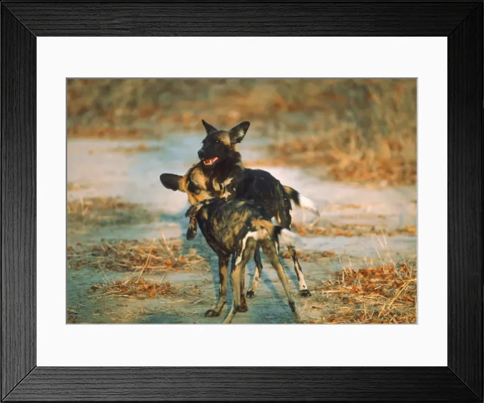 Framed Print : African Wild Dogs - Young Wild Dogs mock fighting Moremi, Botswana, Africa Framed Print : African Wild Dogs - Young Wild Dogs mock fighting Moremi, Botswana, Africa
